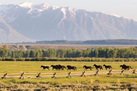 Horses of Different Colors Image
